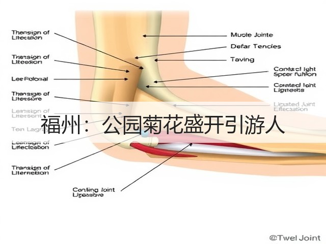 福州:公园菊花盛开引游人(图2) 福州:公园菊花盛开引游人(图2)
