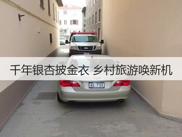千年银杏披金衣 乡村旅游唤新机(图1)