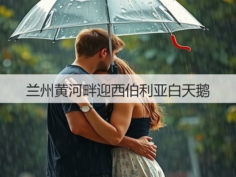 兰州黄河畔迎西伯利亚白天鹅 - 安枢游走吧旅游科普资讯网