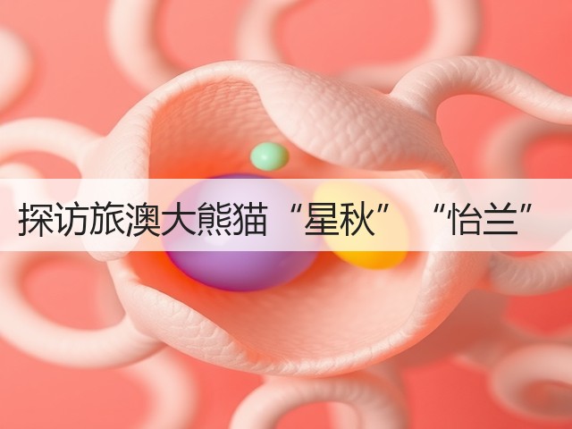 探访旅澳大熊猫“星秋”“怡兰”(图2) 探访旅澳大熊猫“星秋”“怡兰”(图2)