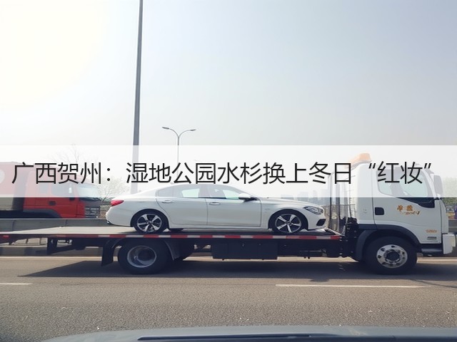 广西贺州:湿地公园水杉换上冬日“红妆”(图3) 广西贺州:湿地公园水杉换上冬日“红妆”(图3)